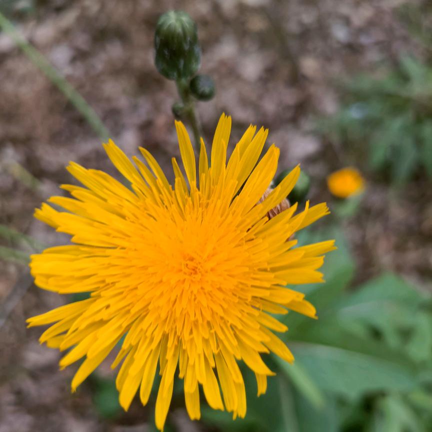 燕(•‾̑⌣‾̑•)✧˖