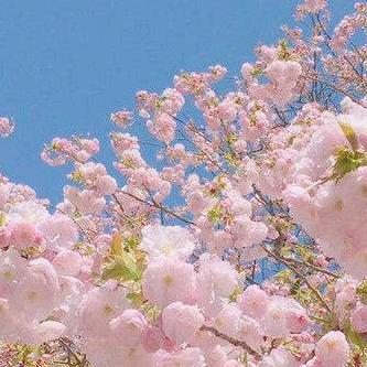 桃花潭水