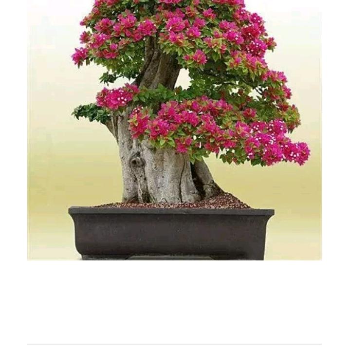 春暖花开