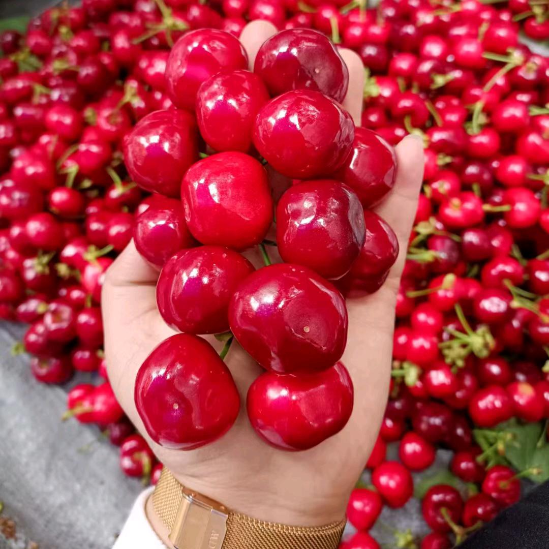 阿丽家的车厘子