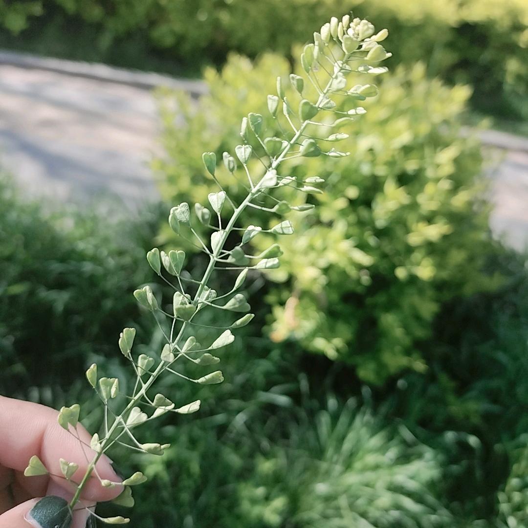 一叶一菩提（缘）