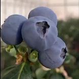 福源蓝莓
