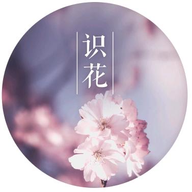 Allsy芒果君