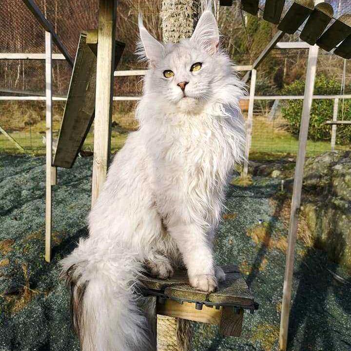 万福萌宠猫园