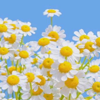 黄金屋★颜如玉