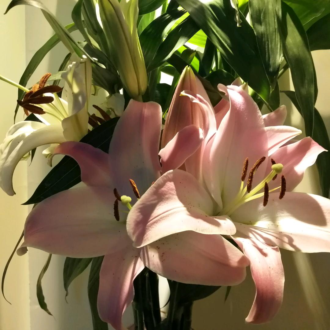 自是花中第一流