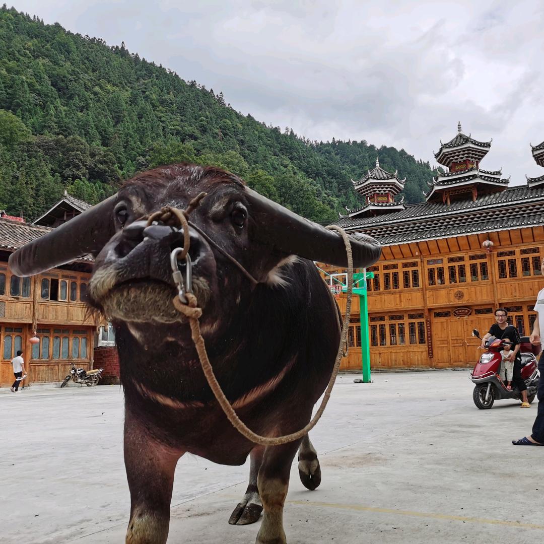 用户1153309553039绝版男人