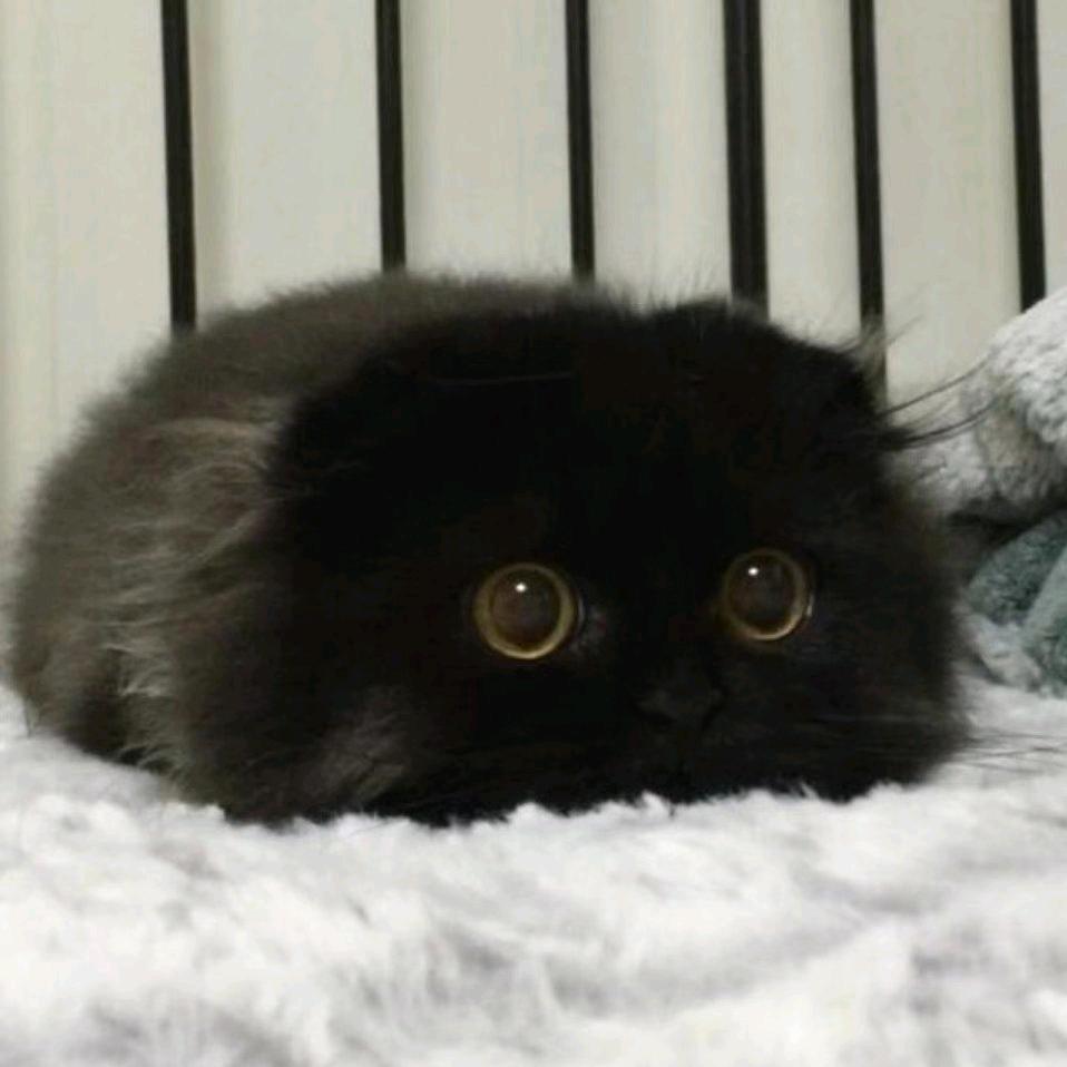 白榆
