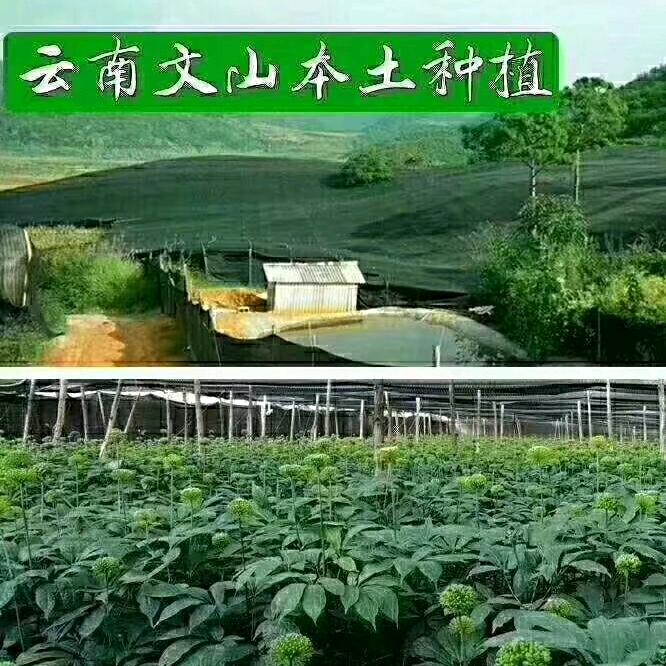 三七姐
