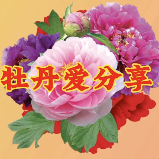 牡丹爱分享