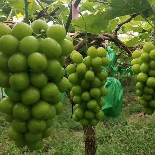 龙口大鹏葡萄保鲜库