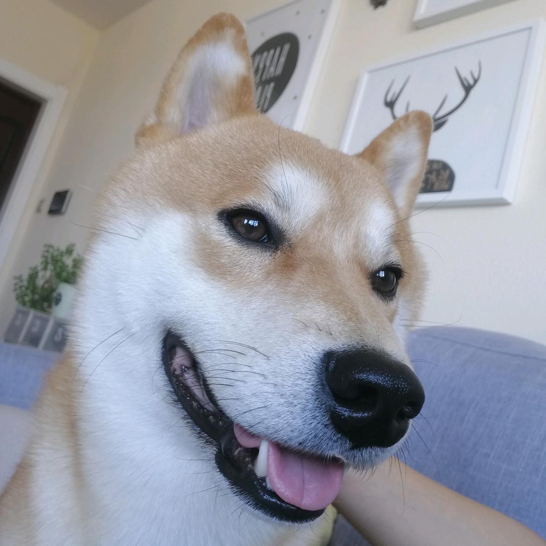 柴犬Seven