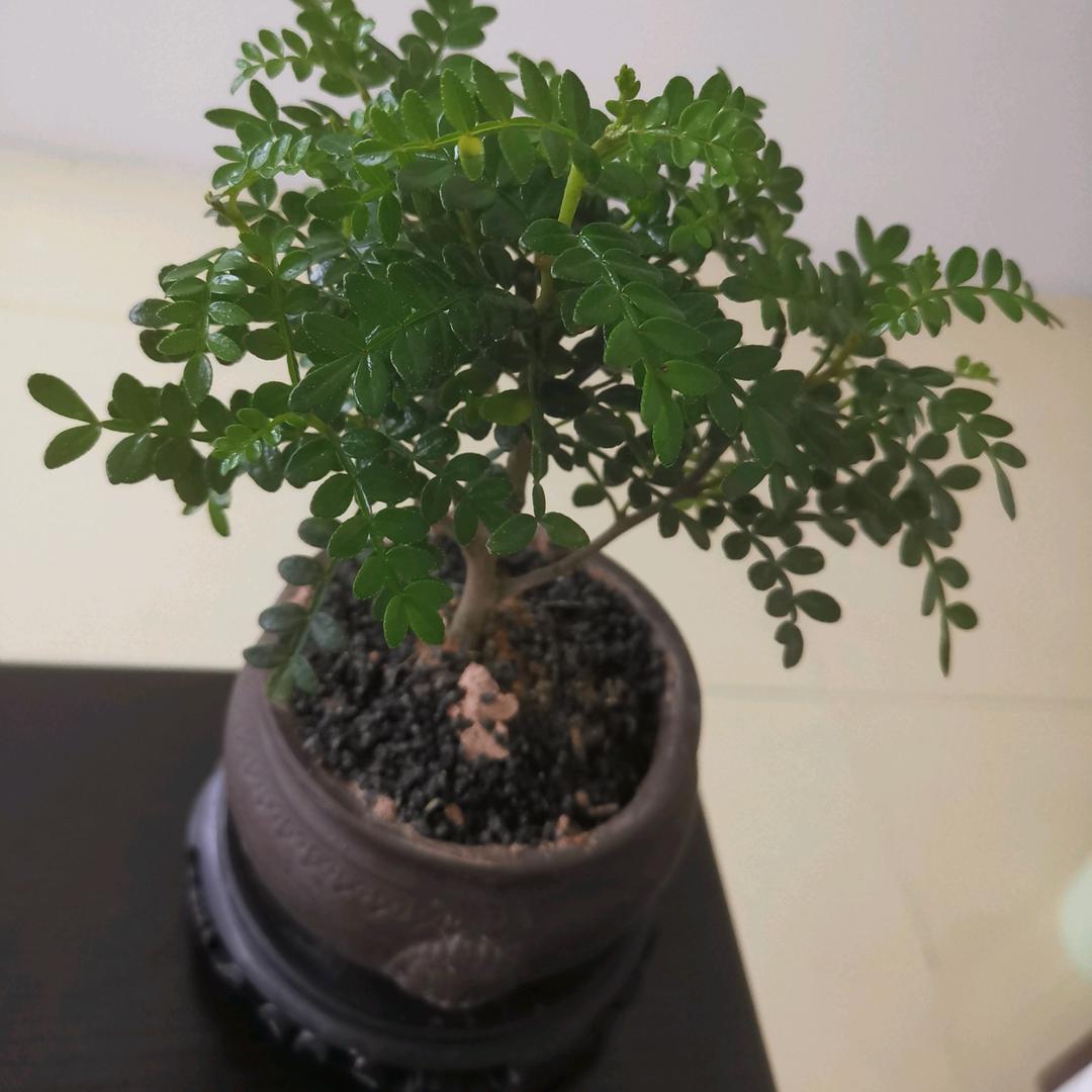 君恡