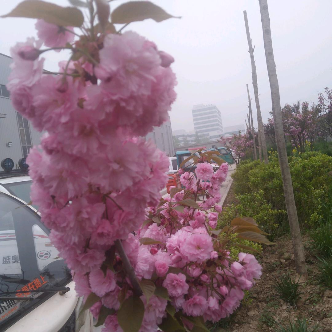 盼望