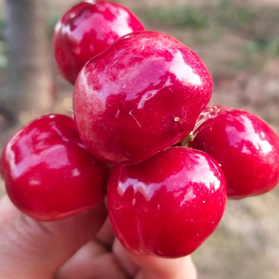 李口镇遇樱大樱桃种植园