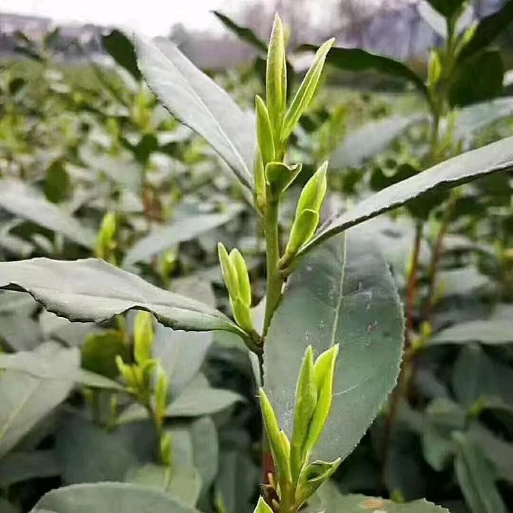 陕南茶叶