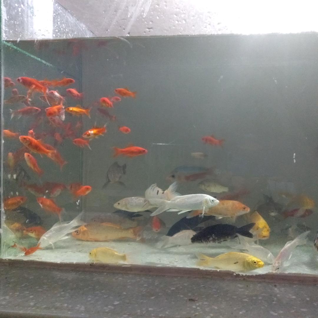 飞哥百货(商品在橱窗里)