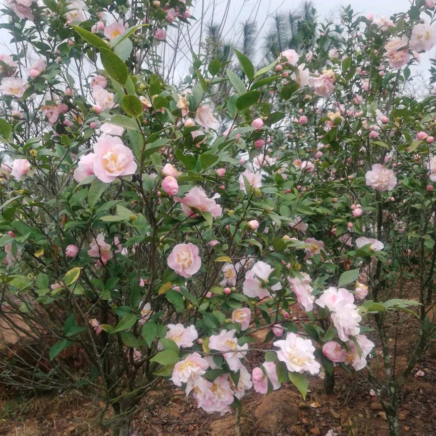 缘有心生