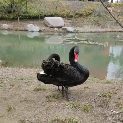 树啊哈哈