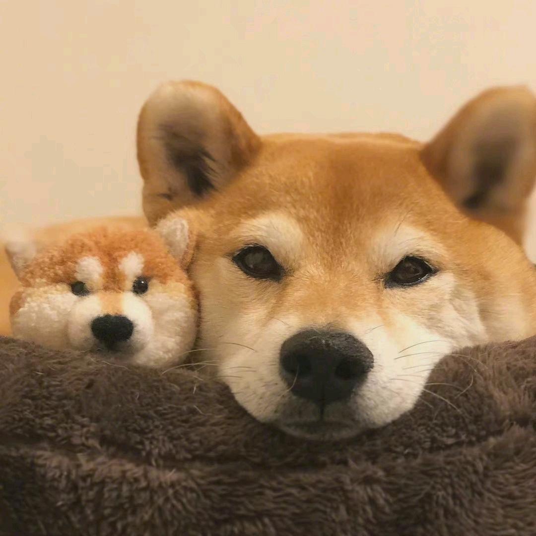 布嘎哒哒头像