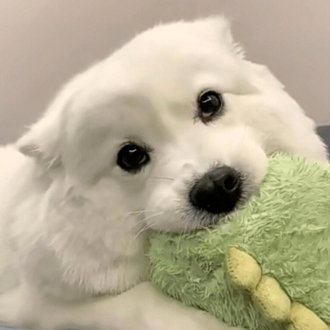 ppxy
