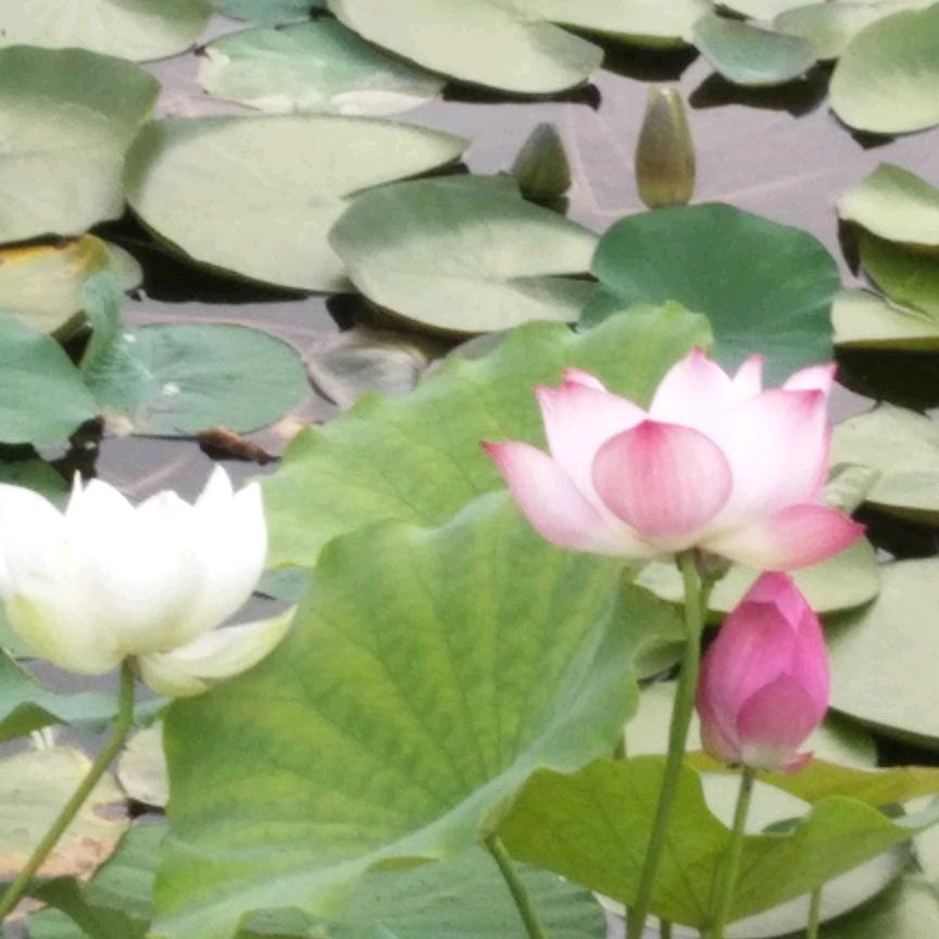 芬芳