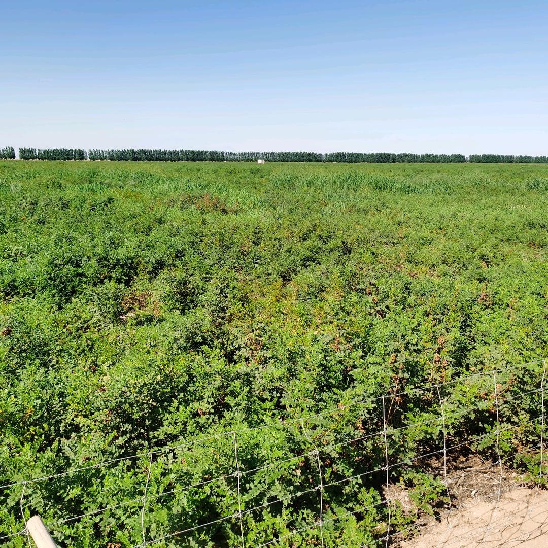 杭锦旗甘草＜梁外品牌，值得信赖＞