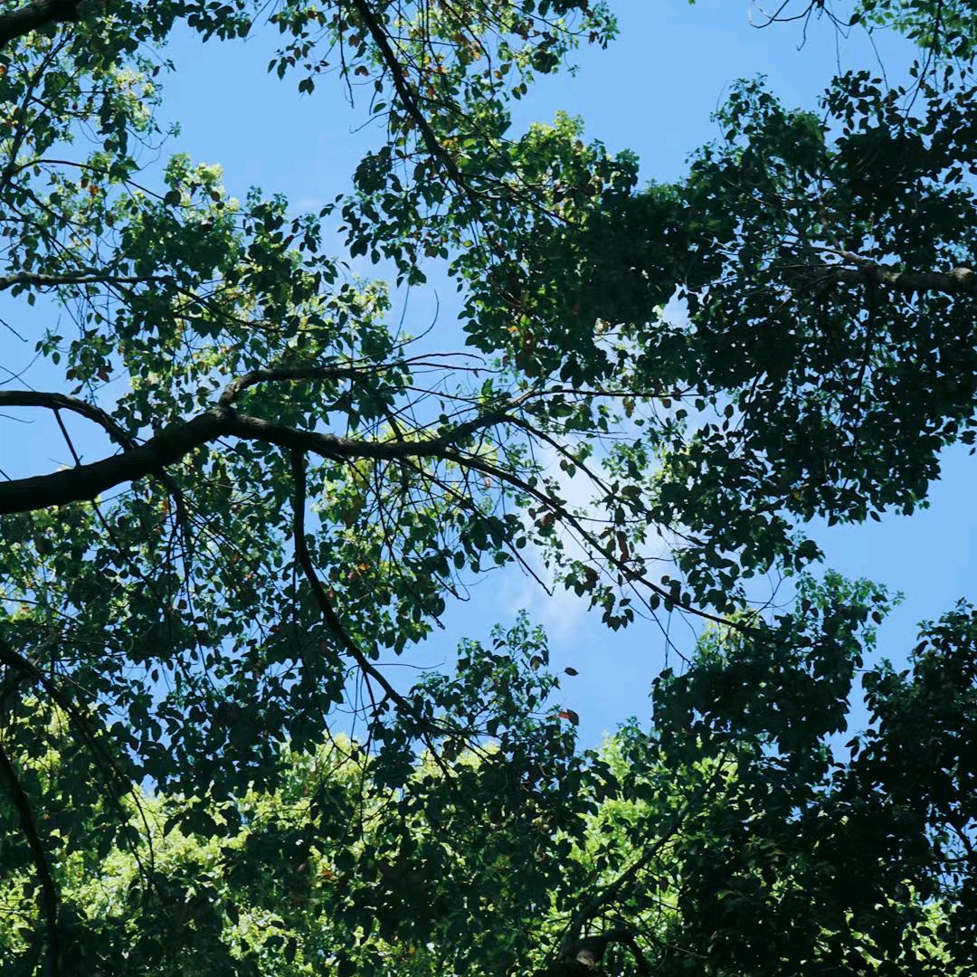 @ 庆 庆 庆  呀！  🌸