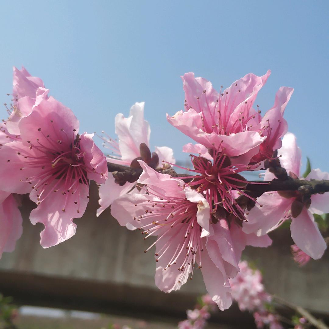 木子李