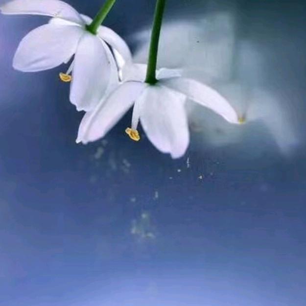 昆山玉山白发养黑  余姐