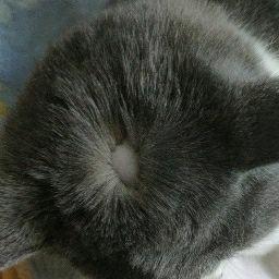 拔霸