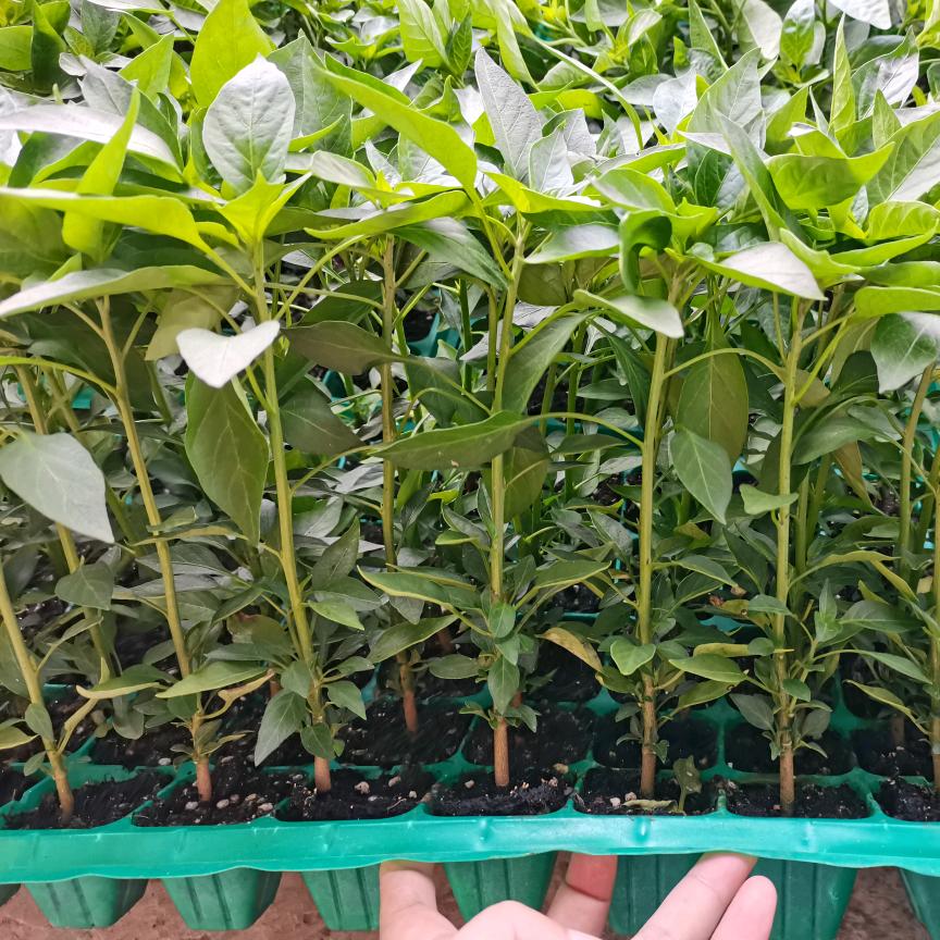 广安新天地蔬菜种苗