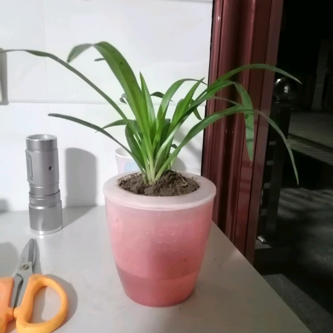扬广