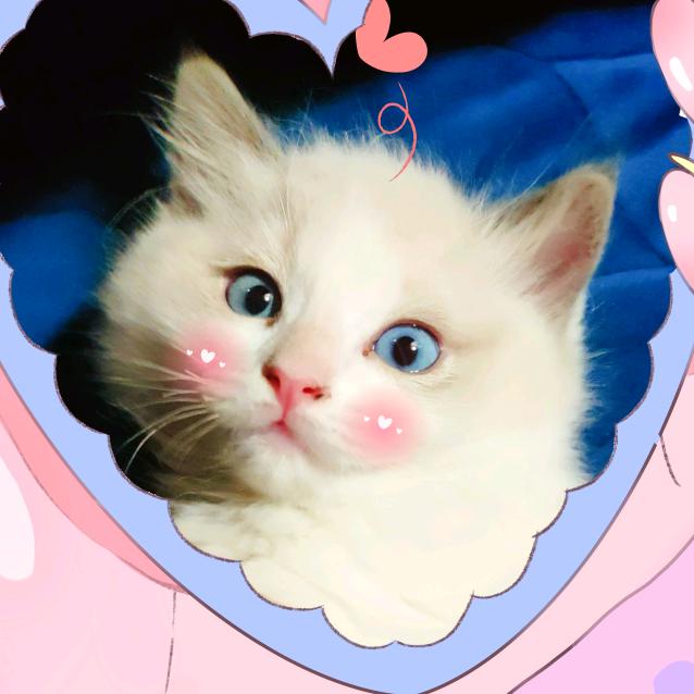 🌈猫也也🌈🐯头像