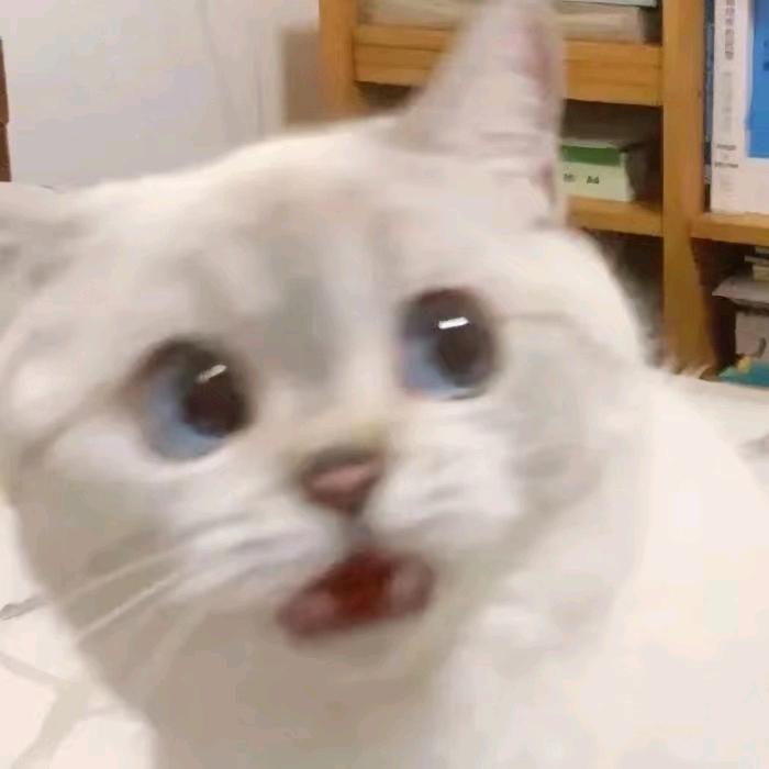 啊伯切得