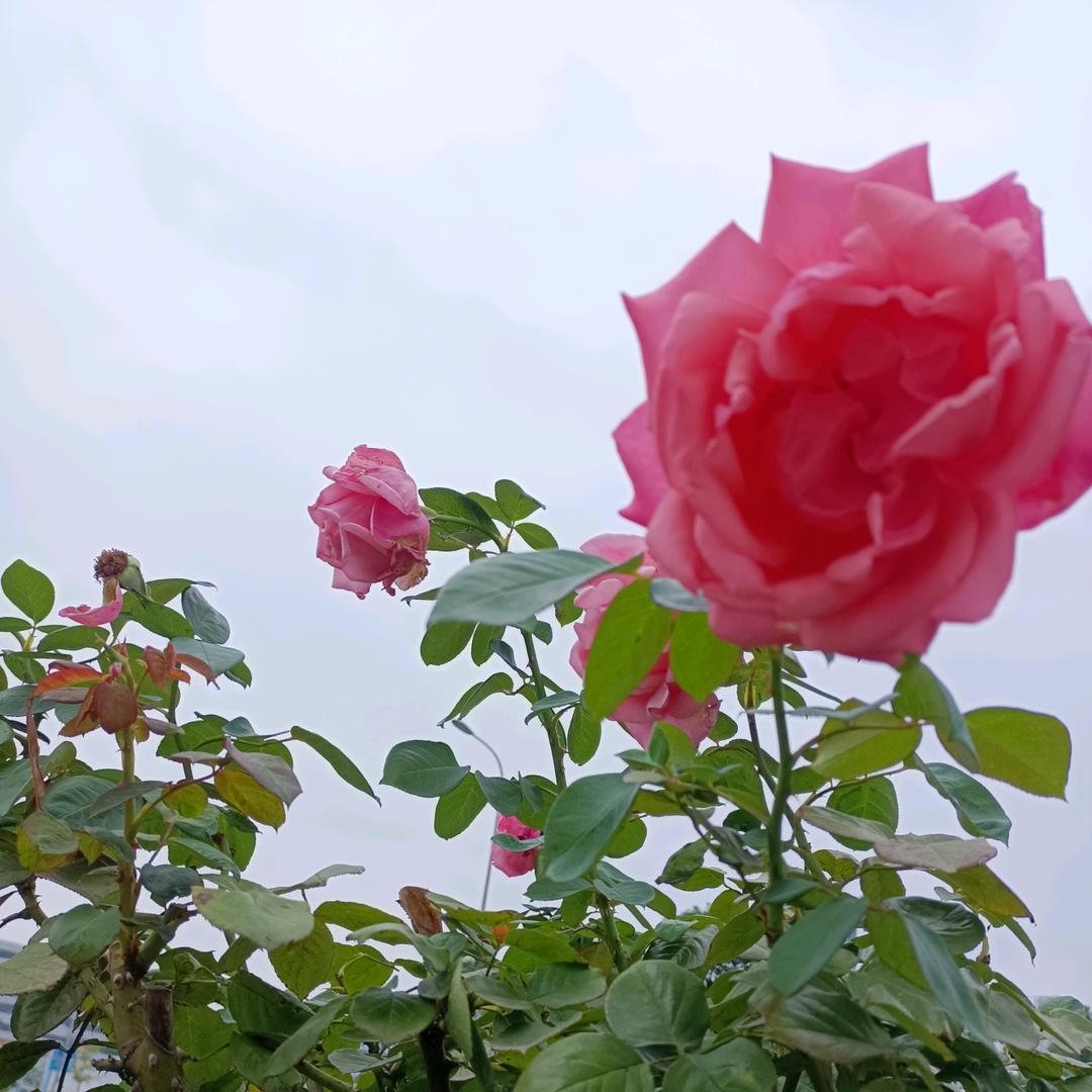 啊敏🌷🌷