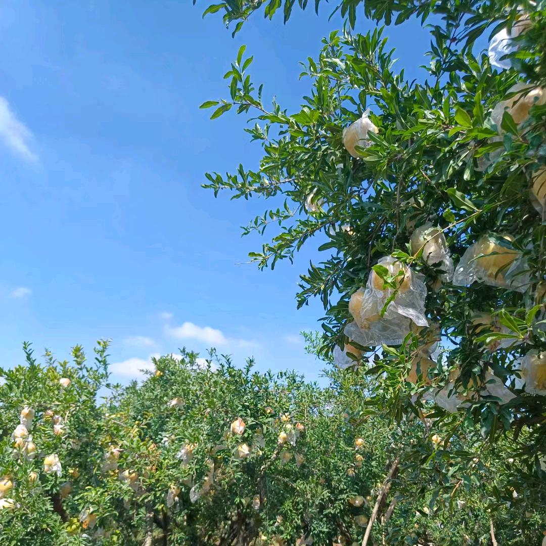 怀远石榴优选