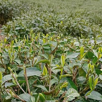 顺喜制茶厂