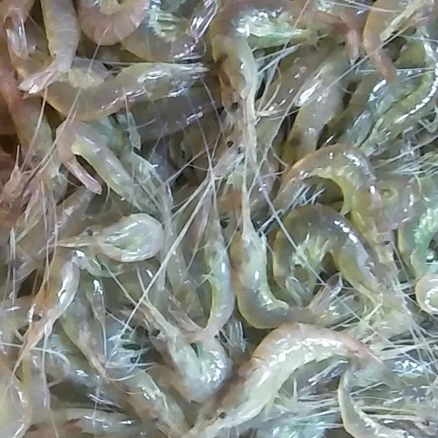 🐠鱼虾水产