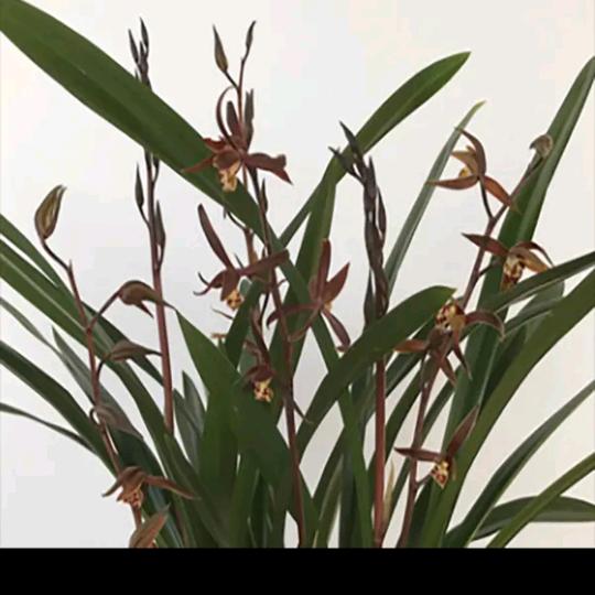 真珍（美妆护肤）的橱窗