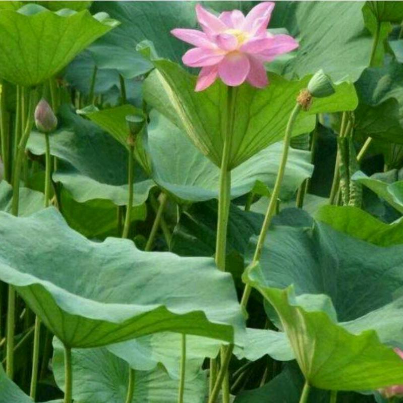 锦绣春花