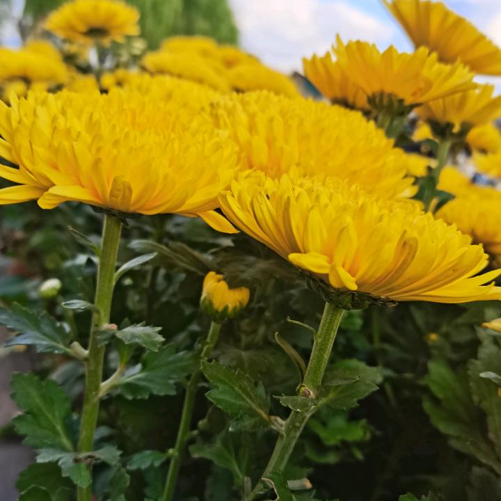 最美桃花