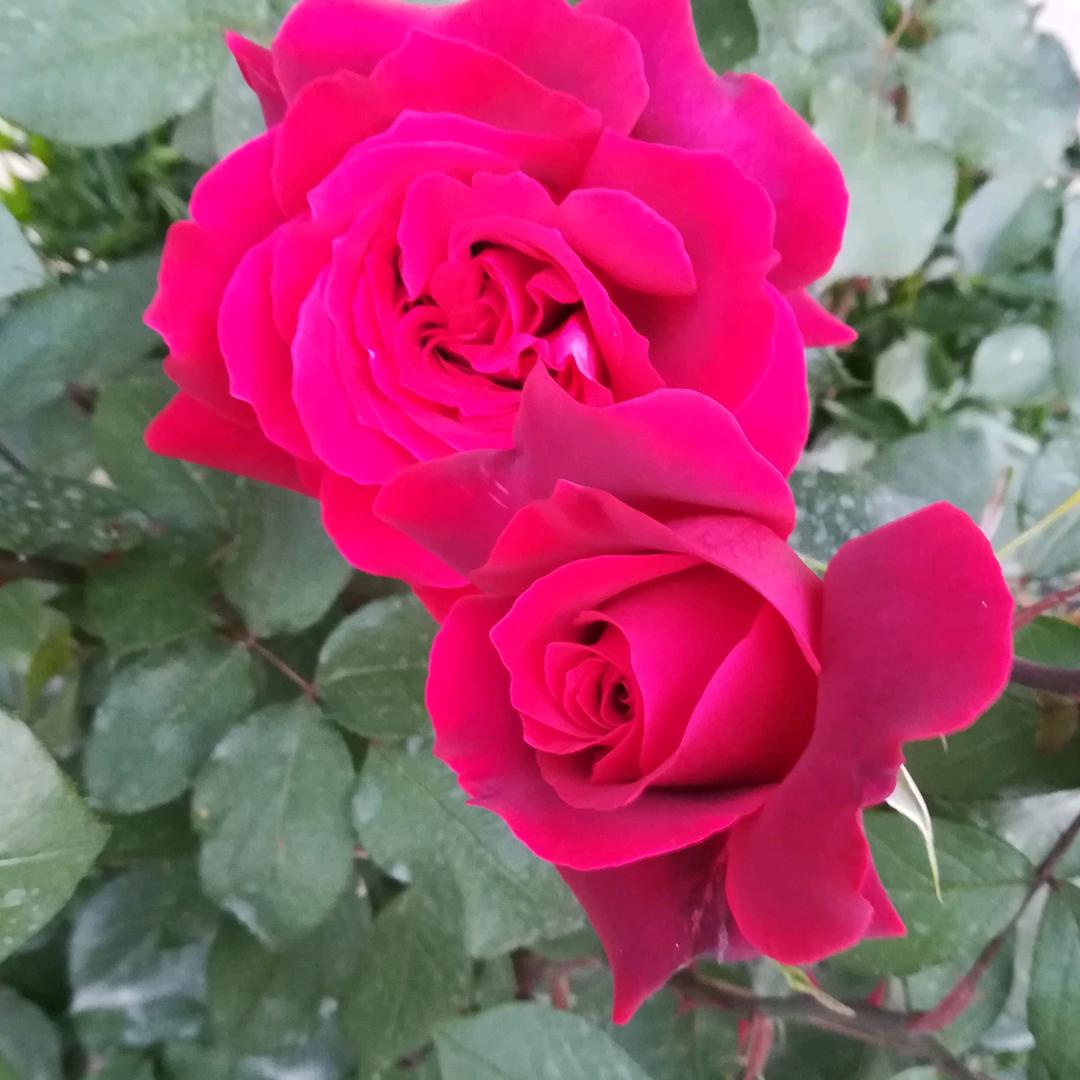 新疆西瓜代办老黄