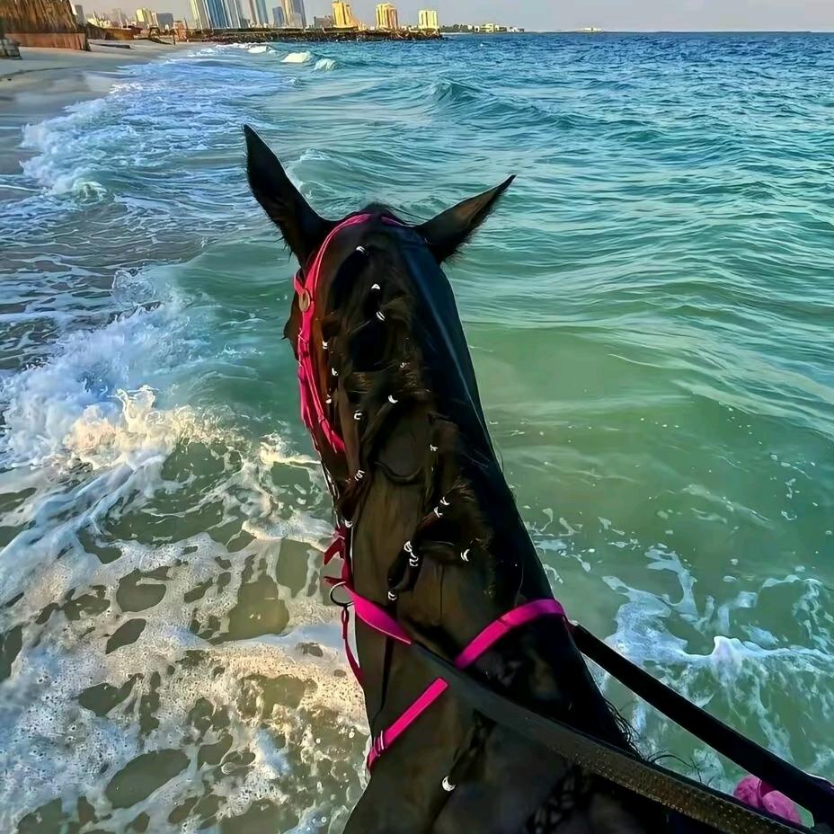 自由的风