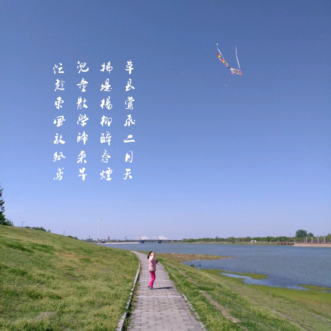 杨柳