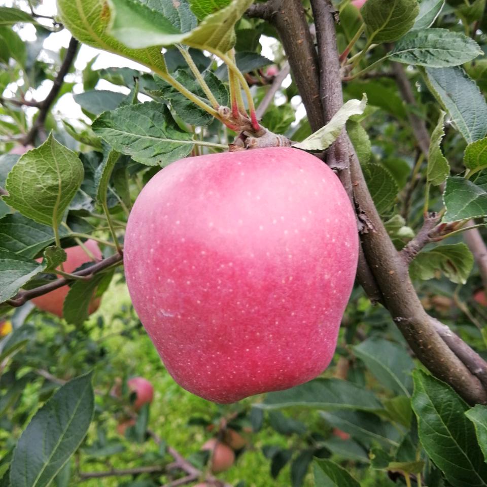 礼县苹果电商