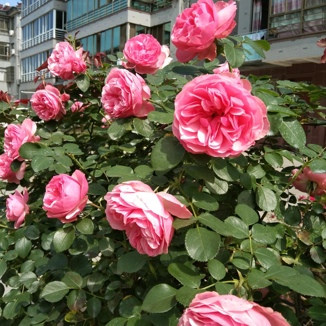 李南慧