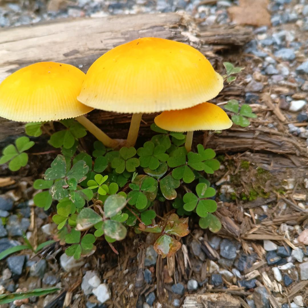 立邦好饰友彭杰