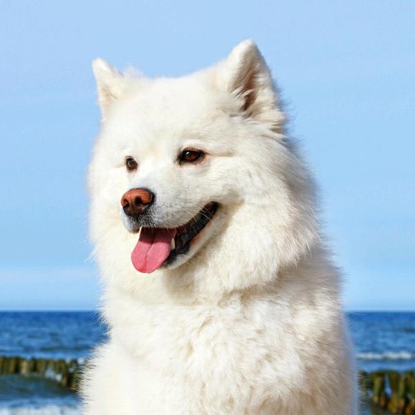 狼