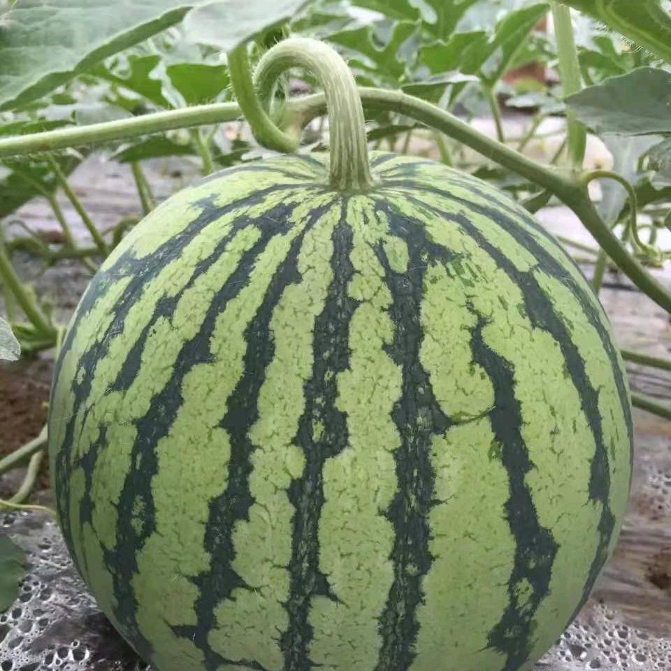 宇  桐  瓜  果  蔬  菜  销售